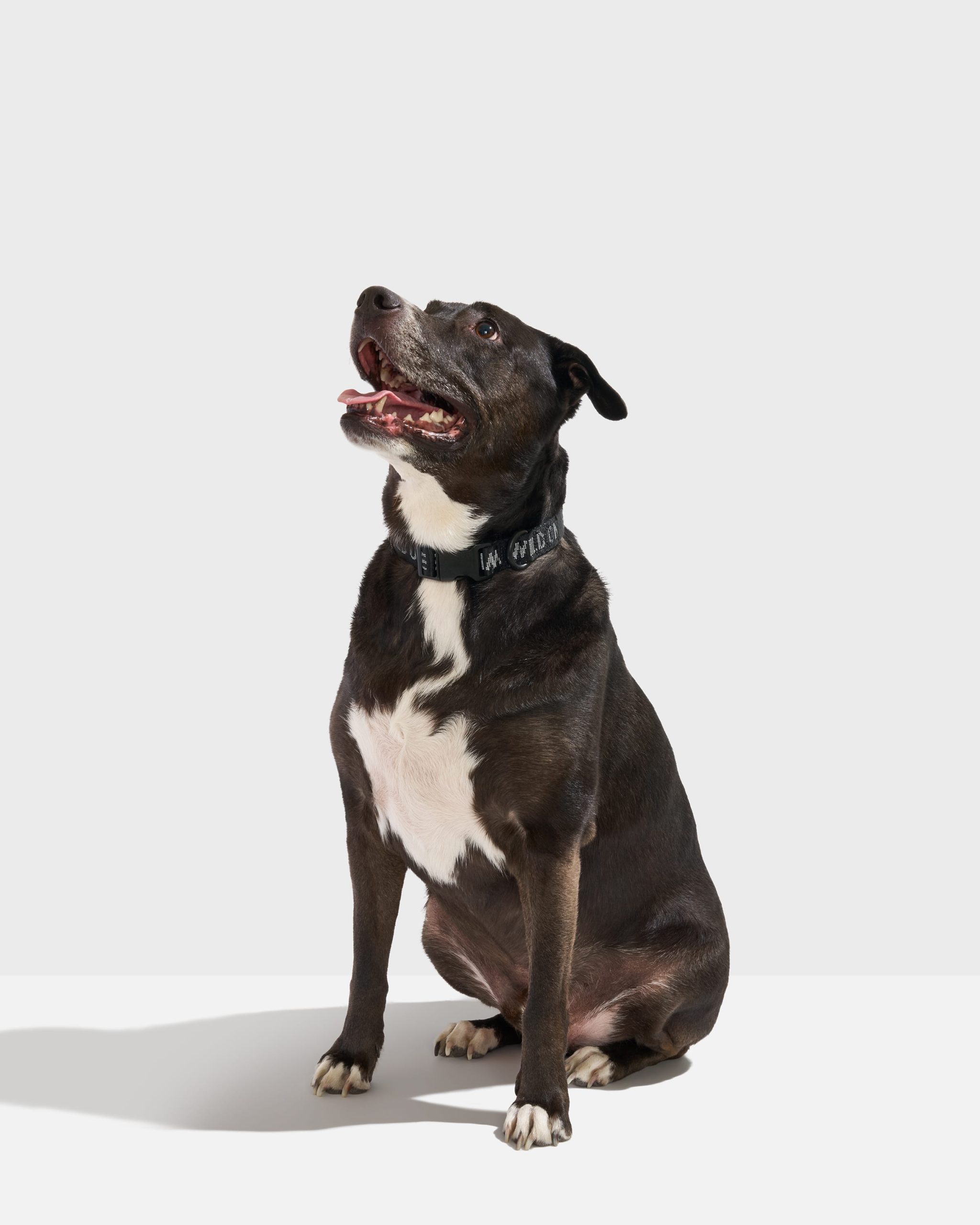 Quick-Release Dog Collar - Image 11