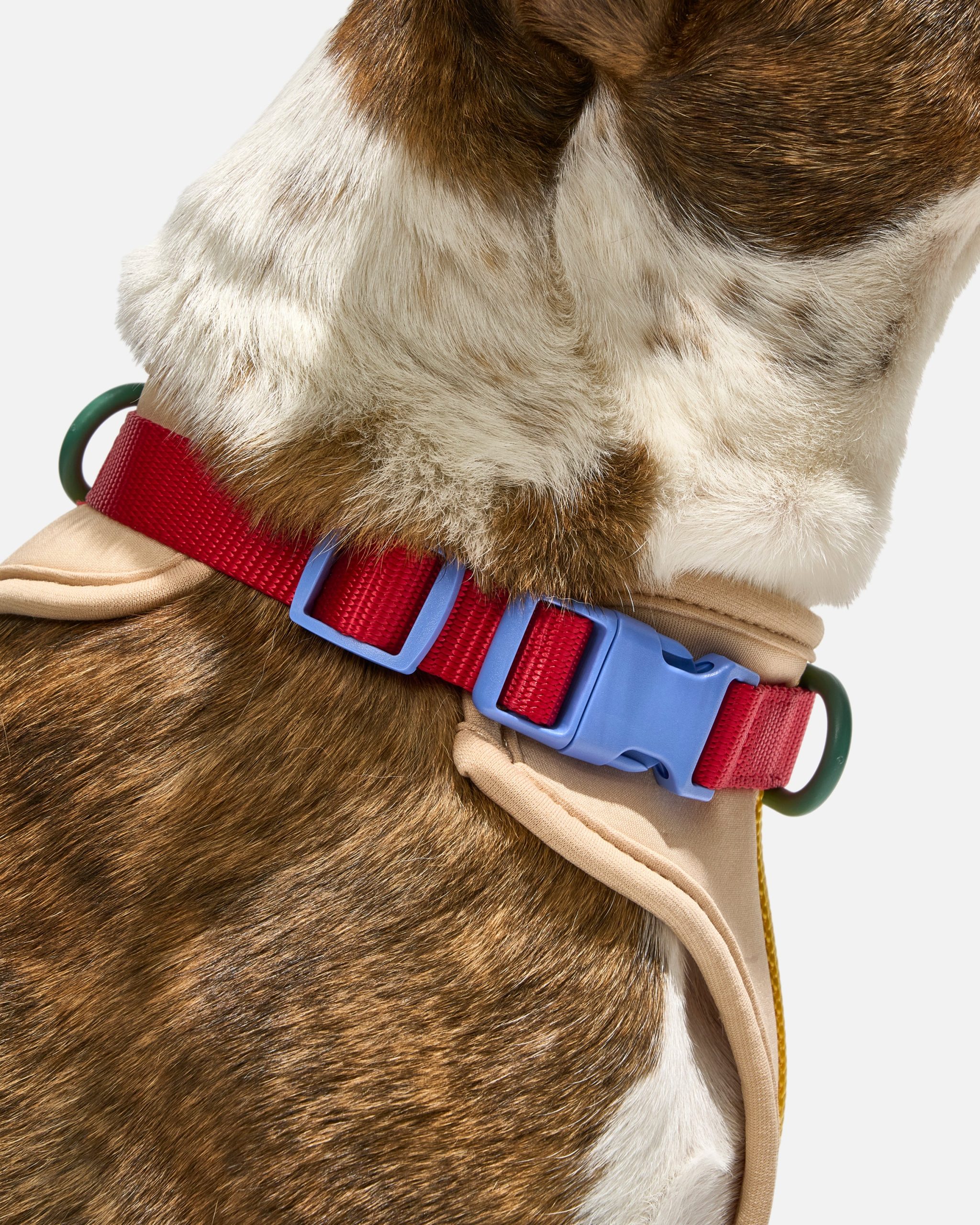 Cushioned Dog Harness - Image 14