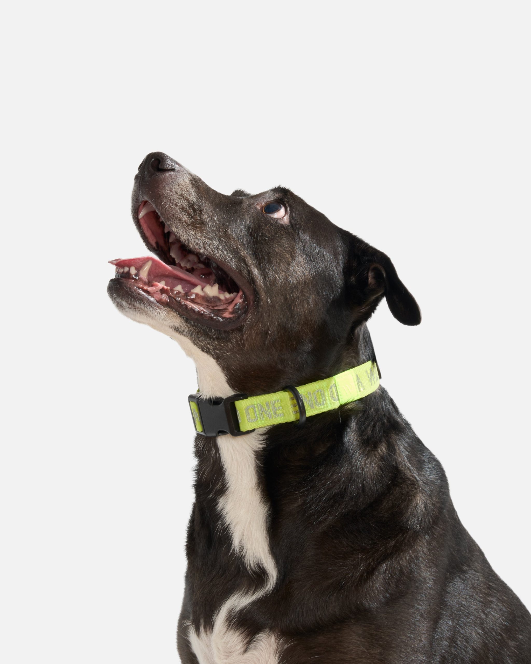 Quick-Release Dog Collar - Image 14